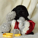 Puppies